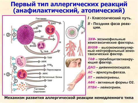 Влияние аллергической реакции