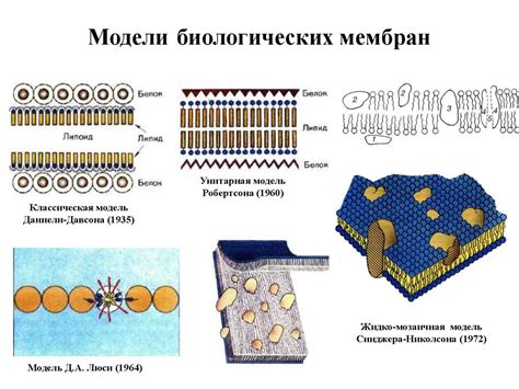 Влияние биологических веществ на физические процессы представителей мужского пола