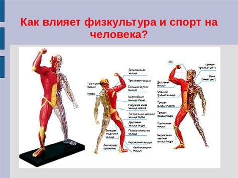 Влияние биологической грамотности на спорт