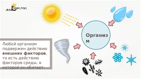 Влияние внешней среды на появление коричневого налета