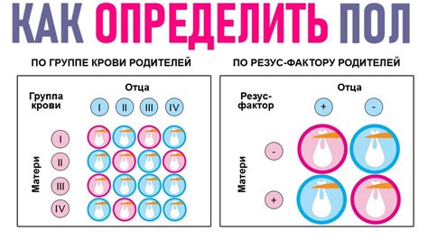 Влияние генетики на определение пола ребенка