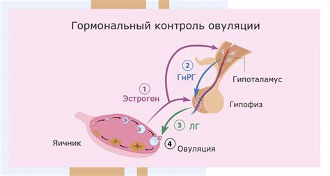 Влияние гормонов на процесс