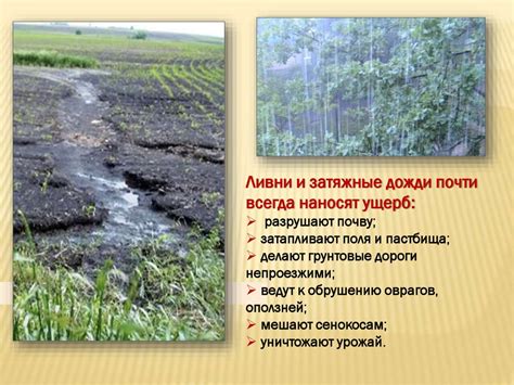 Влияние деятельности человека на изменение климатических условий для растений