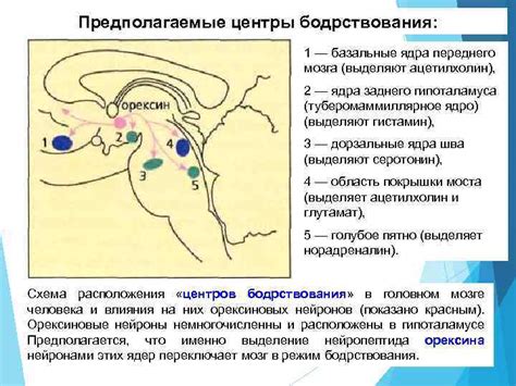 Влияние дополнительных средств на регуляцию сна и бодрствования