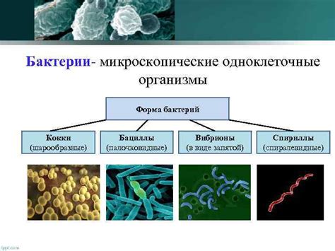 Влияние жгутиков на проникновение бактерий в организмы