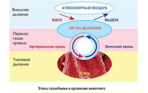 Влияние жестких ошиек на функционирование дыхательной системы у собак