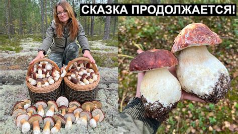 Влияние заморозки на вкус белых грибов и необходимость отваривания после разморозки