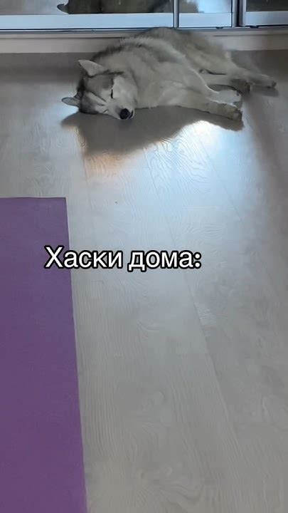 Влияние кастрации на поведение хаски