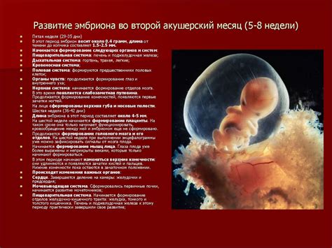 Влияние коллагена в порошке на рост и формирование органов у детей