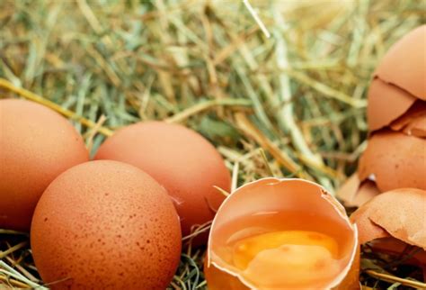 Влияние кошачьего корма на яйца и мясо кур