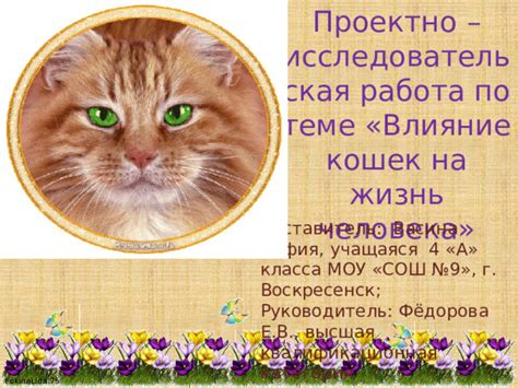 Влияние кошки встречи
