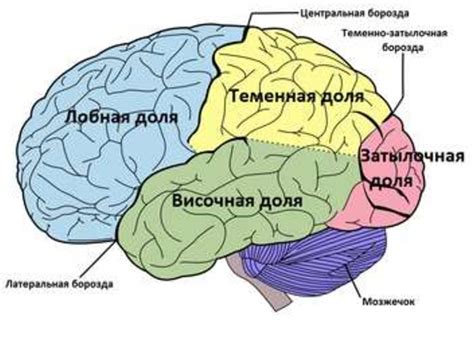 Влияние меланина на функционирование головного мозга