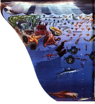 Влияние морской флоры на образование газов у русалок