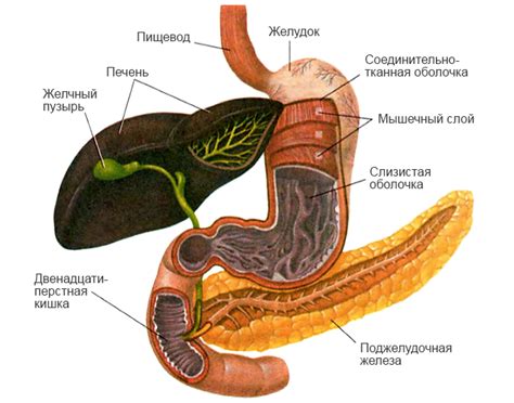 Влияние на желудок и кишечник