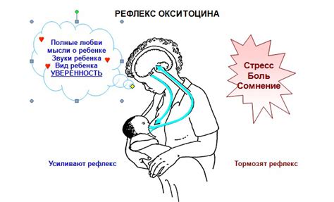 Влияние на лактацию