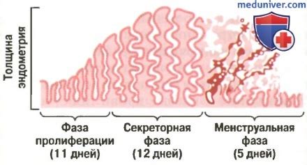 Влияние на матку