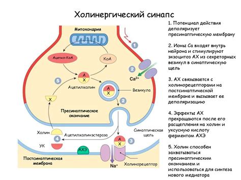 Влияние на рецепторы организма