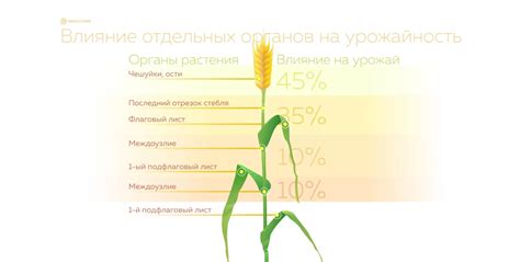 Влияние на урожайность