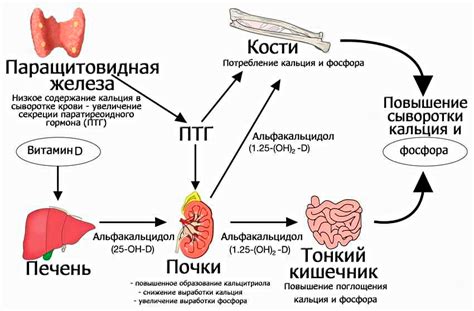 Влияние паратгормона на организм