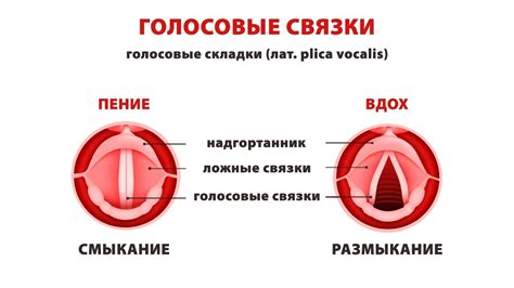 Влияние перепети на организм и голосовые связки