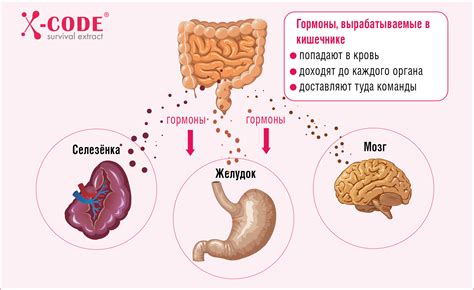 Влияние питания на состояние кишечника