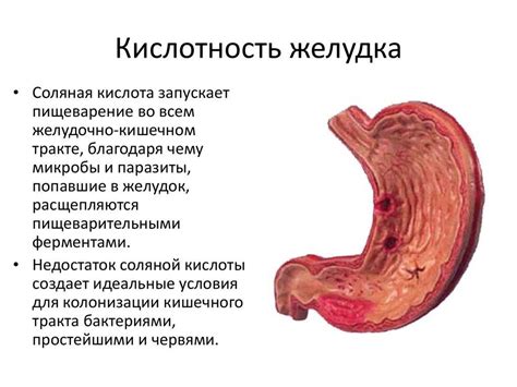 Влияние повышенной кислотности на организм