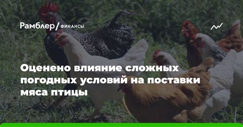 Влияние погодных условий на поведение птиц