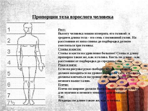 Влияние пропорций тела на определение андрогинности