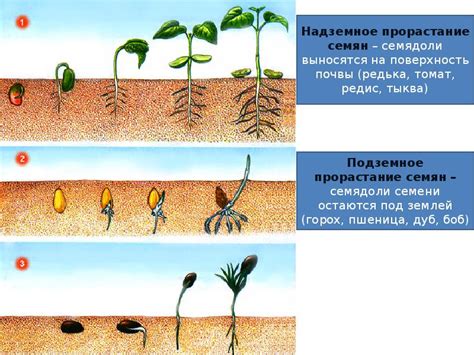 Влияние процесса замачивания на развитие растений
