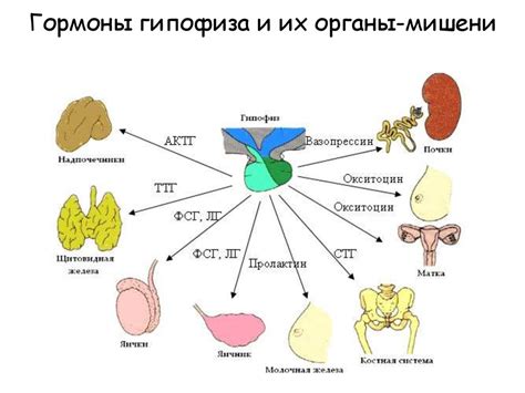 Влияние родов на гормональный фон