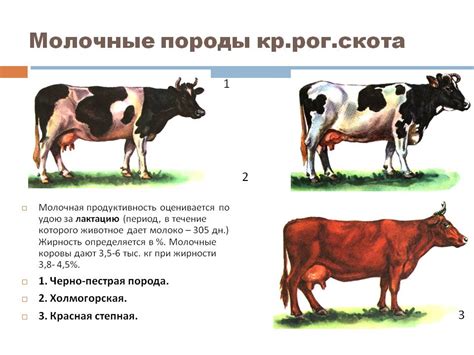 Влияние сена, пораженного грибками, на показатели продуктивности у коров