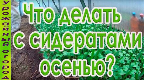 Влияние сидератов на качество почвы