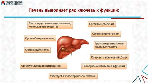 Влияние сладкого на метаболизм