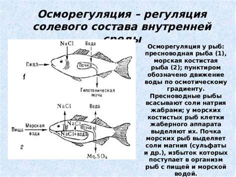 Влияние состава жареной рыбы на организм кормящей женщины: анализ и рекомендации