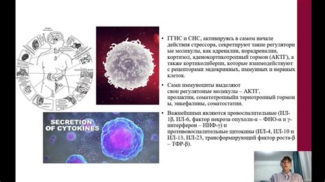 Влияние стресса на иммунную систему