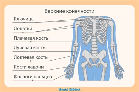 Влияние структуры костей на андрогинный облик