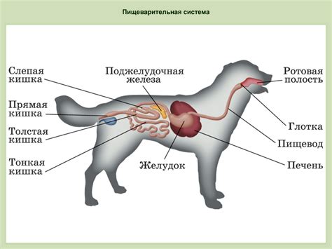 Влияние сухого корма на работу пищеварительной системы собаки