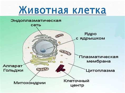 Влияние сходства клеток и животных