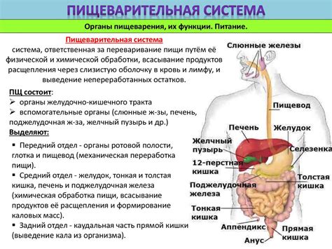 Влияние типа питания на органы пищеварения