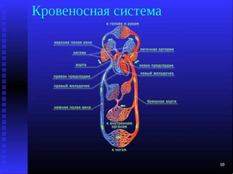 Влияние фактора 7 на работу кровеносной системы