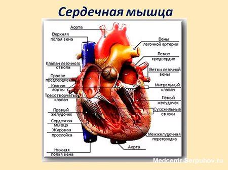 Влияющие факторы, вызывающие отклонения в работе сердечной мышцы