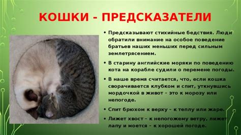 Внимание к поведению животного