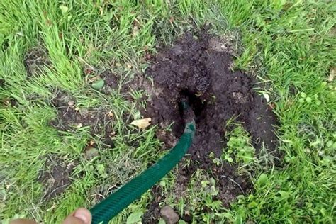 Вода в норе крота: последствия