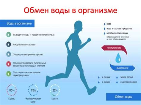 Вода и обмен веществ