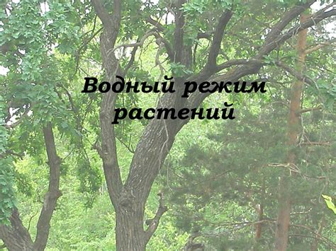 Водный режим и жизненные процессы растений