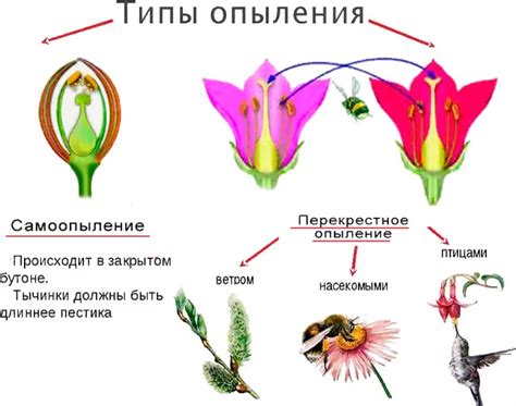 Водный режим и процесс опыления