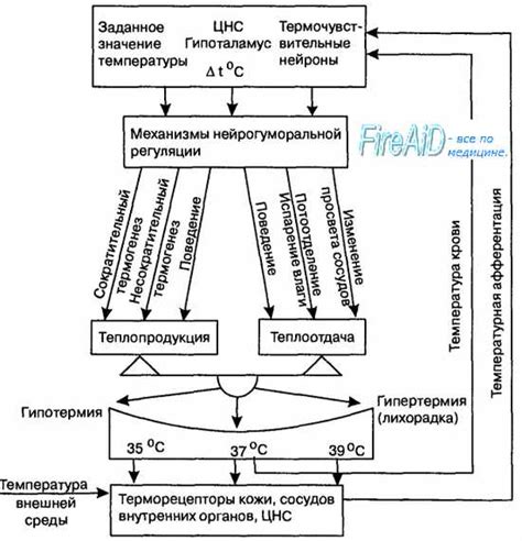 Воздействие антипиретиков на общую терморегуляцию организма