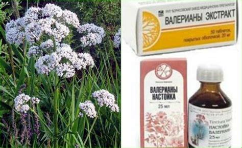 Воздействие валерьянки на организм