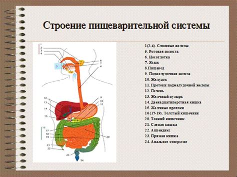 Воздействие высокой температуры на функционирование пищеварительной системы