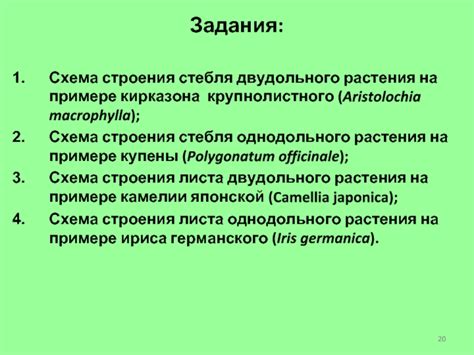 Воздействие крупнолистного растения на эпидермис лица ночью